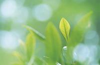 グリーン歯科イメージ植物葉の写真